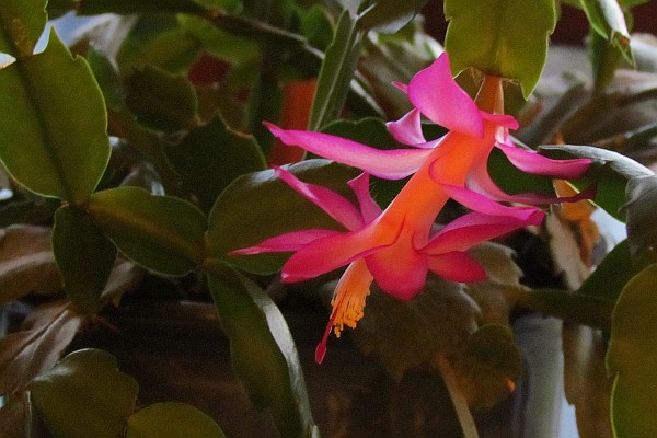 Christmas Cactus Flower