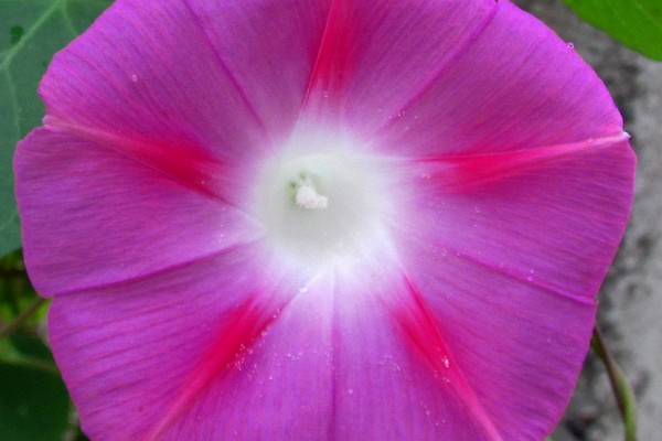 Morning Glory flower (1)