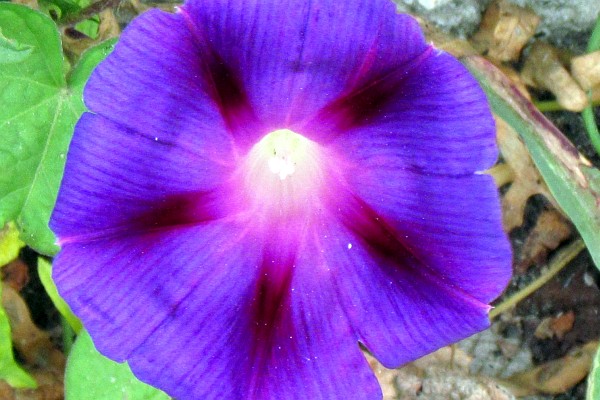 Morning Glory flower (2)