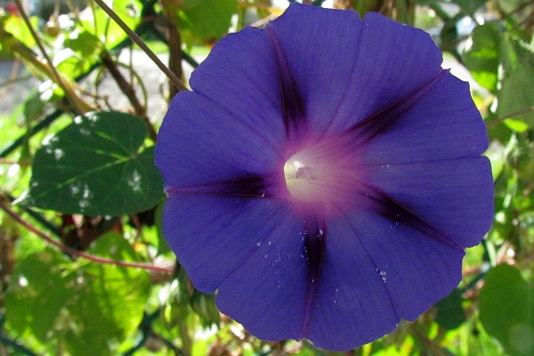 Morning Glory flower (3)