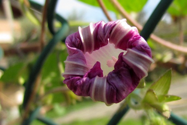 Morning Glory flower (4)