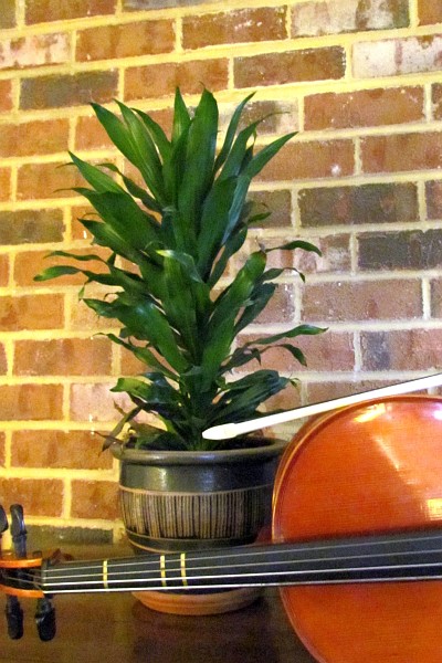 Cornstalk Dracaena