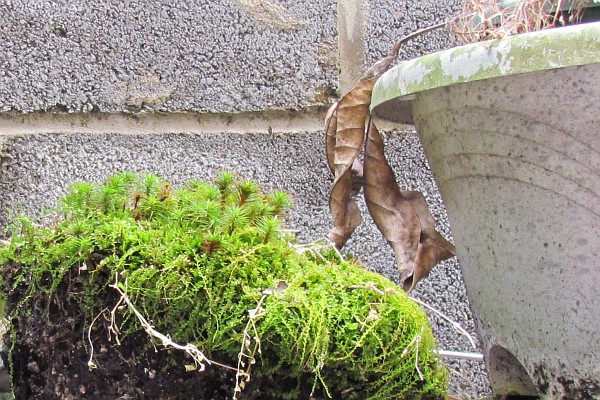 moss in old flowr pots