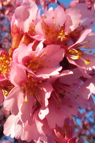 flowers on a Redbud tree