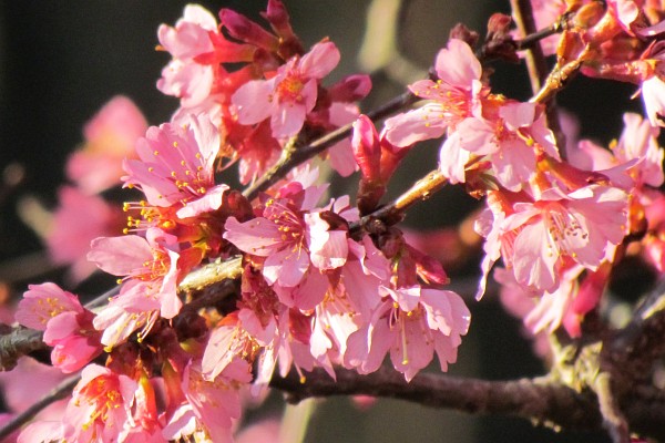 flowers on a Redbud tree