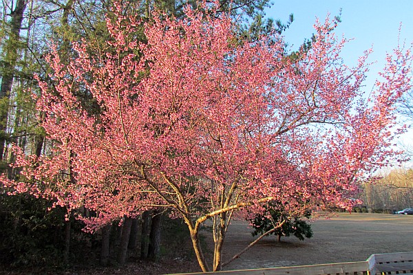 a Redbud tree in bloom