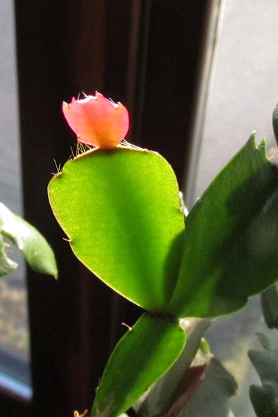 new growth on a Christmas cactus