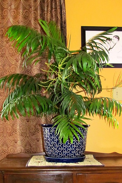 Kentia palm