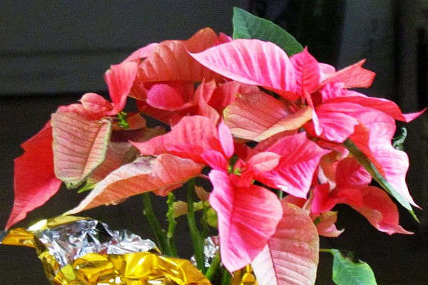 a poinsettia for Elsie's birthday