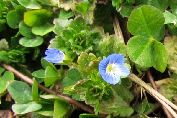 Persian Speedwell lawn weed