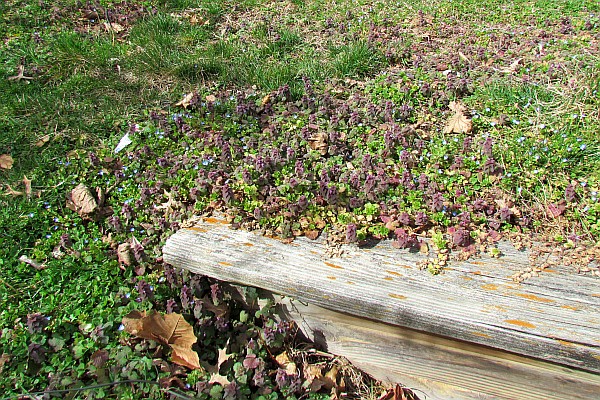 Persian Spoeedwell and Purple Deadnettle in our lawn