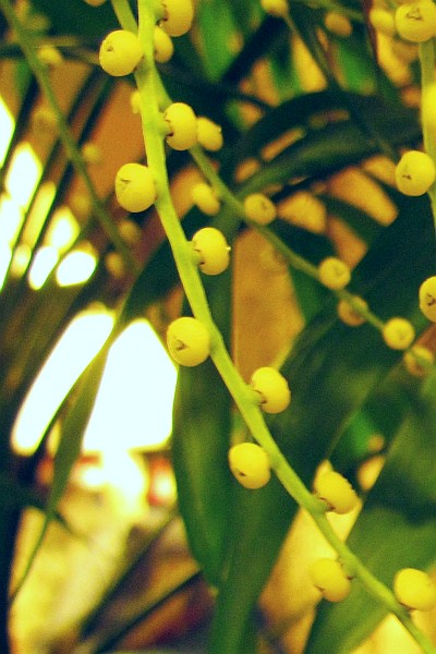 Kentia Palm flowers