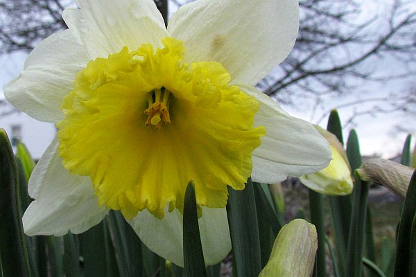 Daffoodil