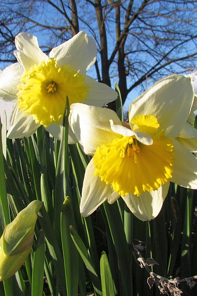 Daffodils