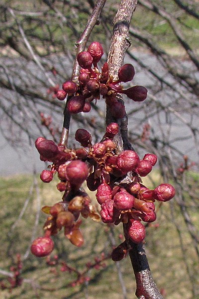 buds on a Flowering Plum tree