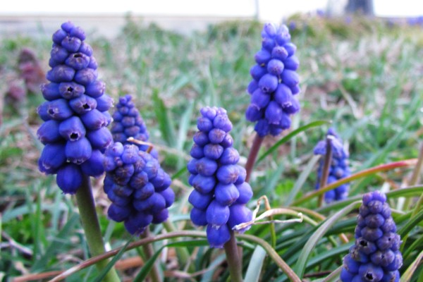 Grape Hyacinths in our lawn