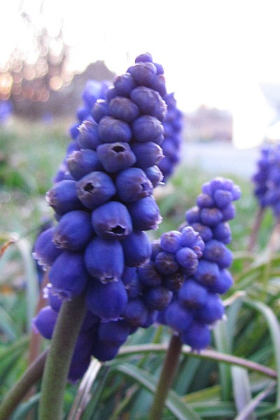 close-up of Grape Hyacinths