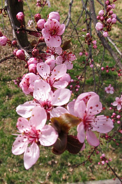 flowerg plum tree