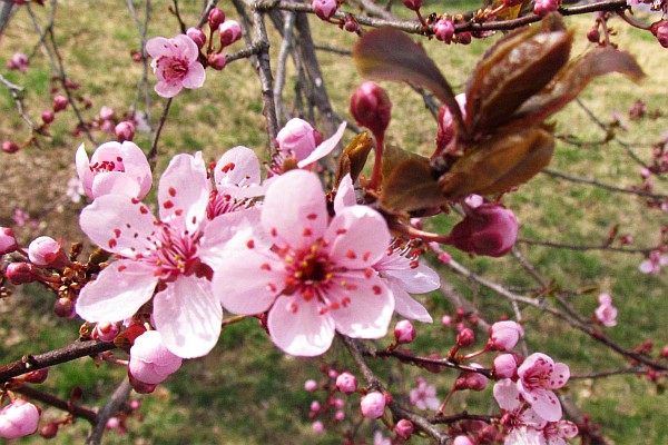 flowering plum tree