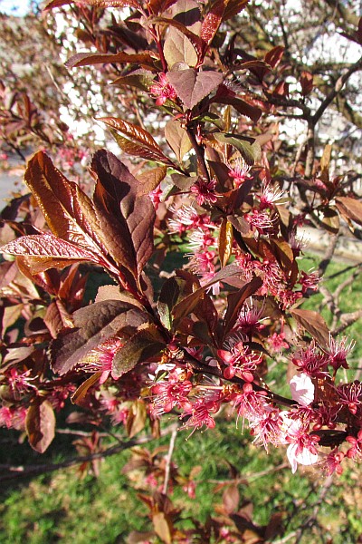 leaves pop out on flowering plum tree