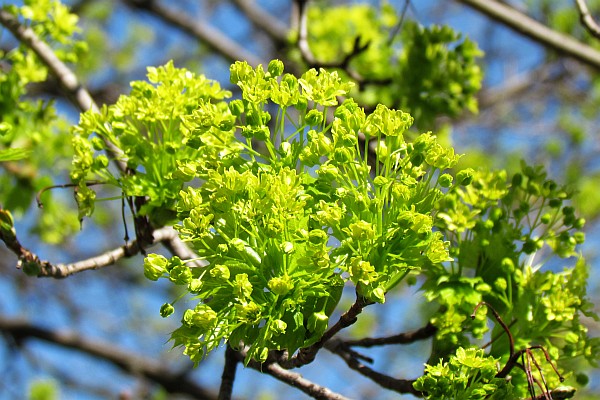 Maple tree in 'bloom'