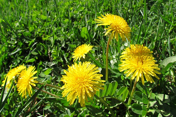 Dandelions