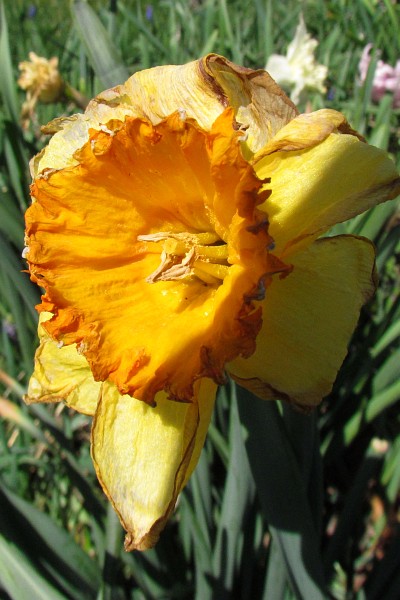 Fading away Daffodil