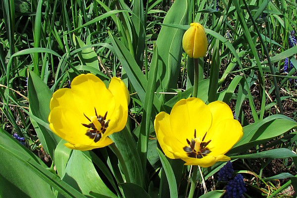 yellow Tulips