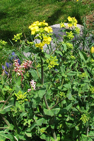 Rapeseed plant