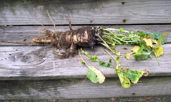 Rapeseed root