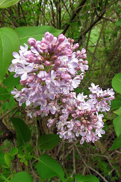 Lilac blooms