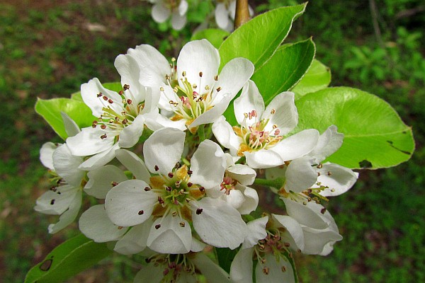 Pear bloosom