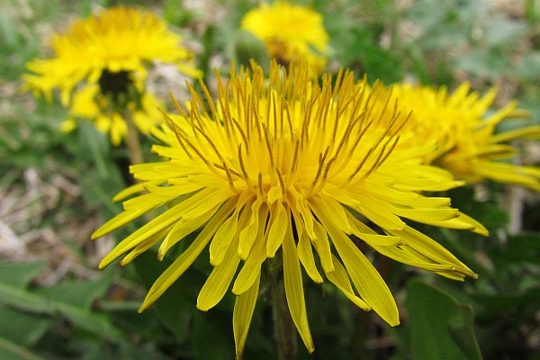 Dandelion