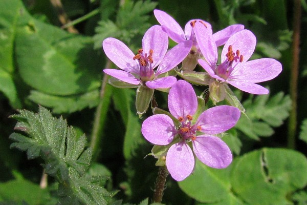 Redstem Stork's Bill