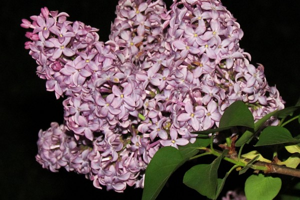 Lilac blossoms