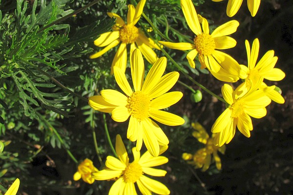 African bush daisy as a bush