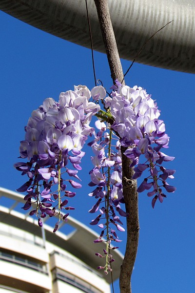 Wisteria in bloom in the Diagonal Mar park