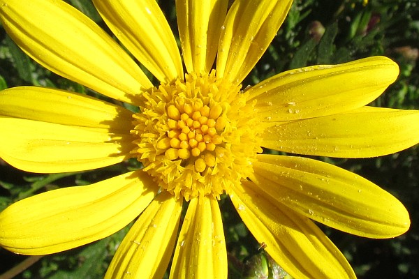 daisy bush flower with pollen on the petals