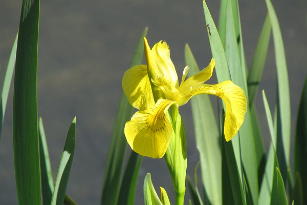 an iris bloom shows its beauty