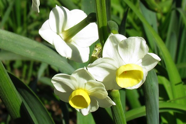 narcissus blooms