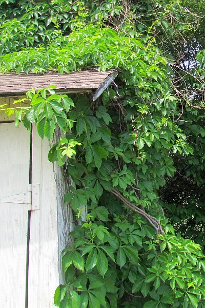 Virginia Creeper