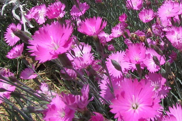 Dianthus