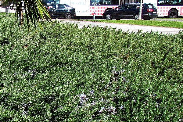 ground cover in bloom