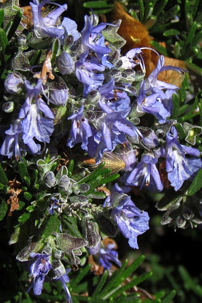 close up of lavendar floowers on ground cover