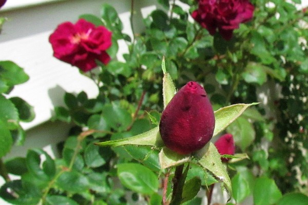 Blaze Climbing Rose bud