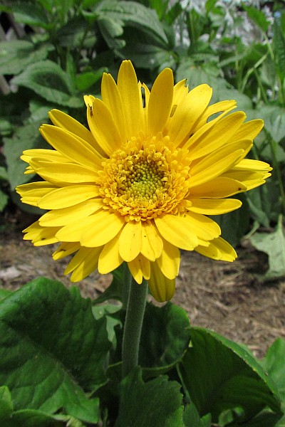 Gerbera Daisy