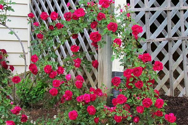 Blaze Climbing Rose bush