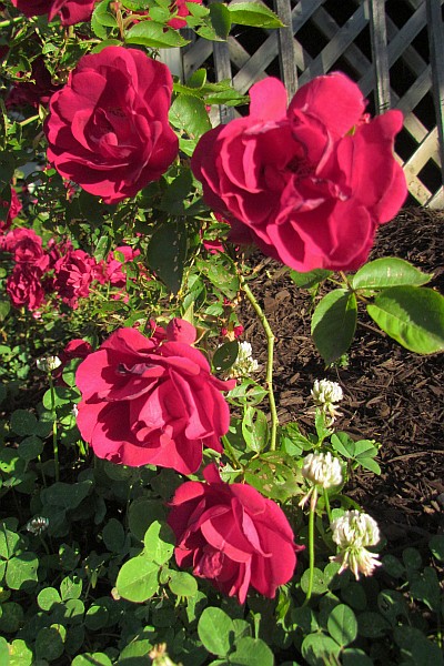 Blaze Climbing Rose blooms