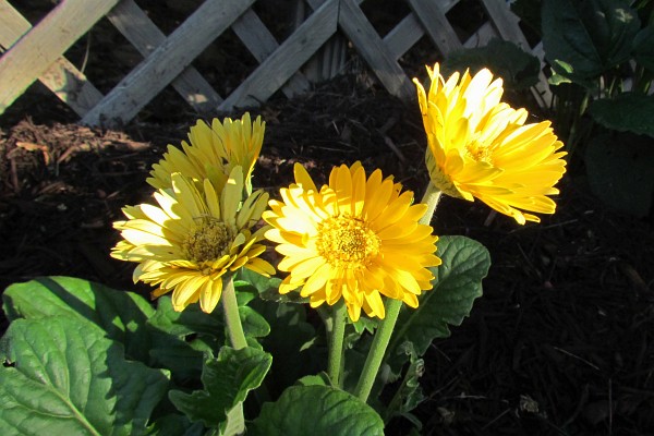 Gerbera Daisy with several blooms