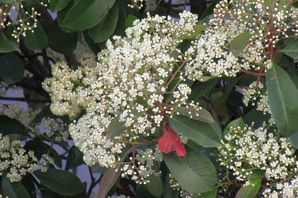 close-up of a flower head on the tree